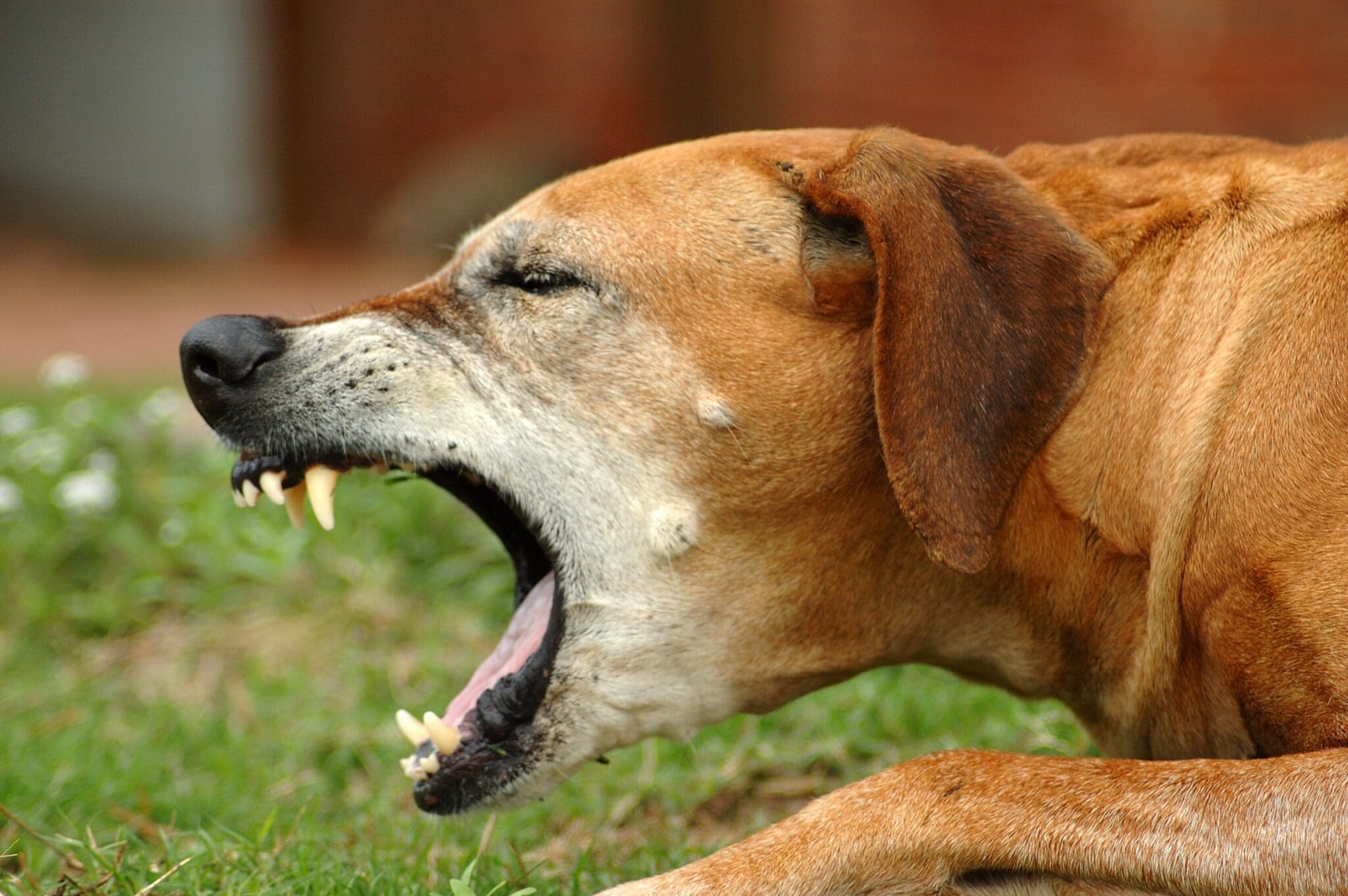 honey for dog coughs