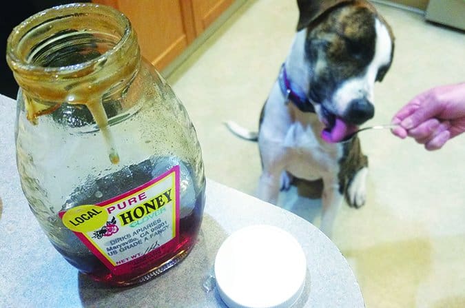 dog eating honey