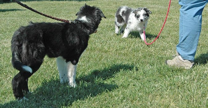 spooked puppy on leash