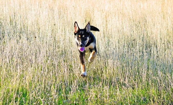 dog running in field