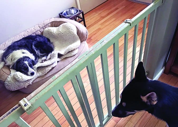 baby gates for dogs