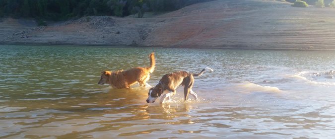 dogs in a lake