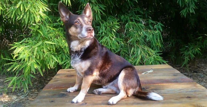 brown corgi