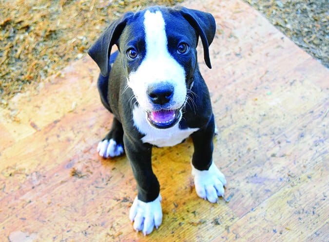 great dane puppy