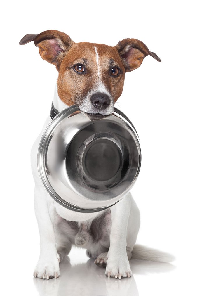 safe dog food bowls