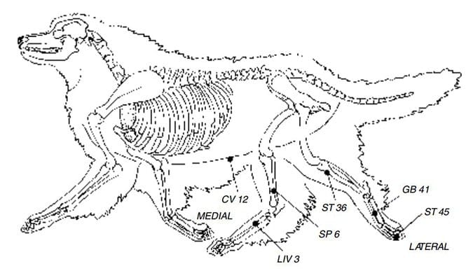 dog bladder meridian