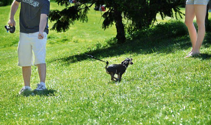 Reel It In - Why I Don't Like Retractable Leashes - Whole Dog Journal