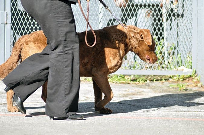 aversive choke chain dog collar