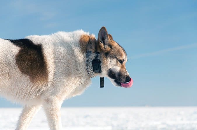 dog with shock and prong collar