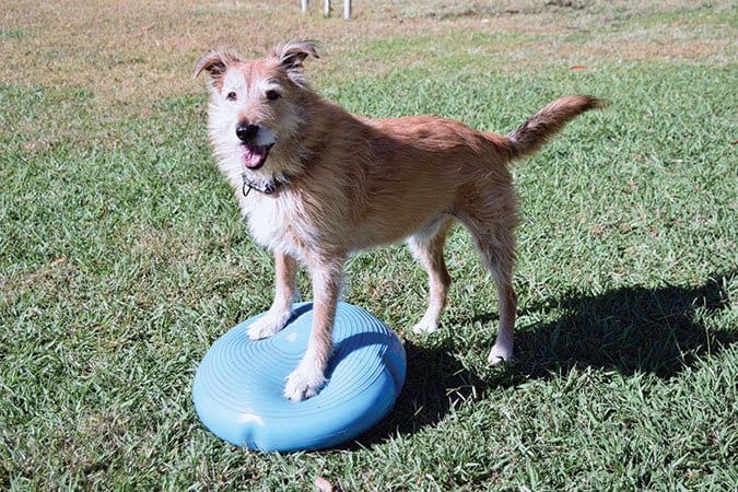 exercises for old dogs