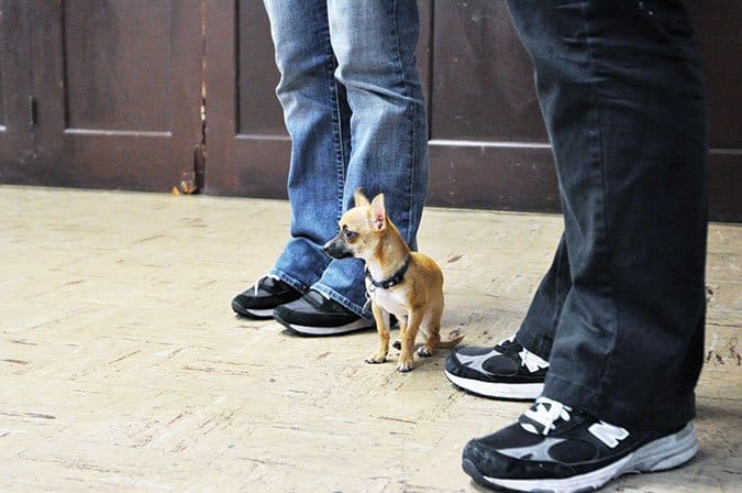 scared chihuahua in group class