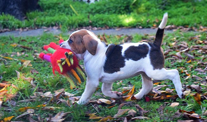coonhound puppy