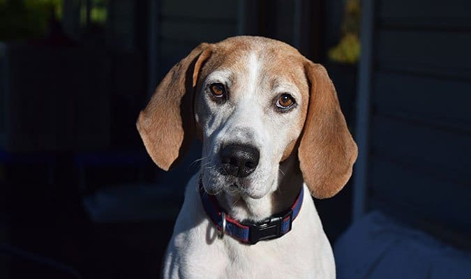 mother coonhound