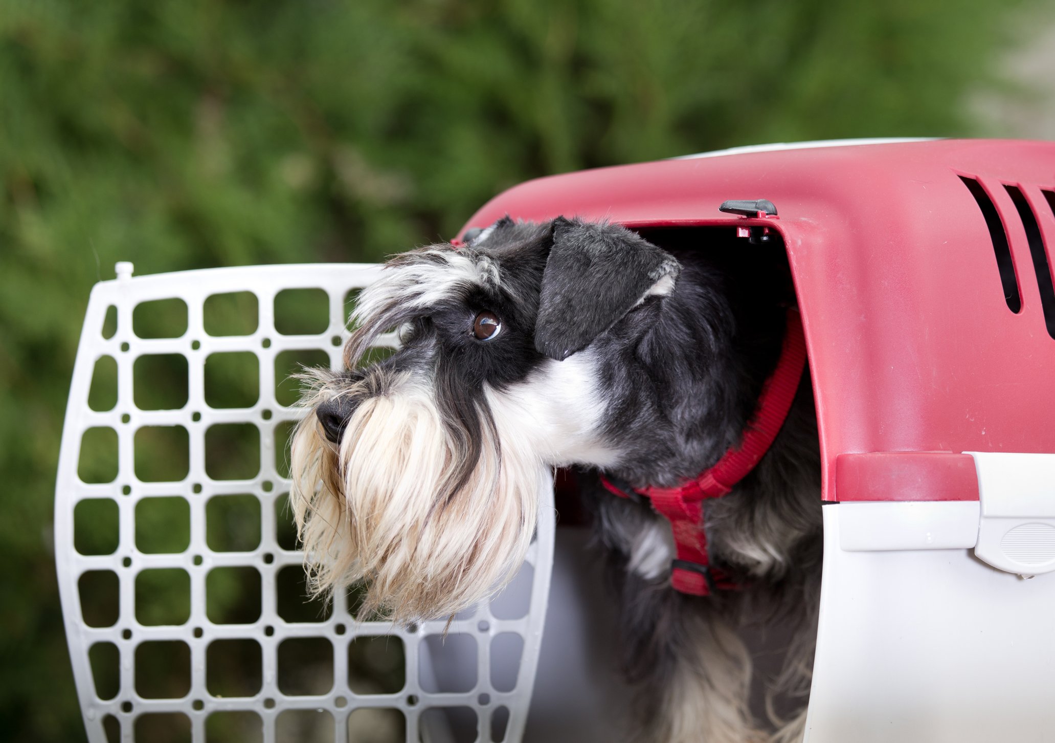 plastic portable dog crate