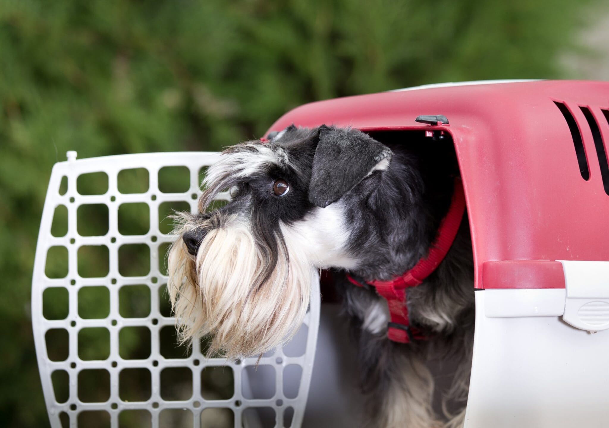 Boomer and george dog crate online