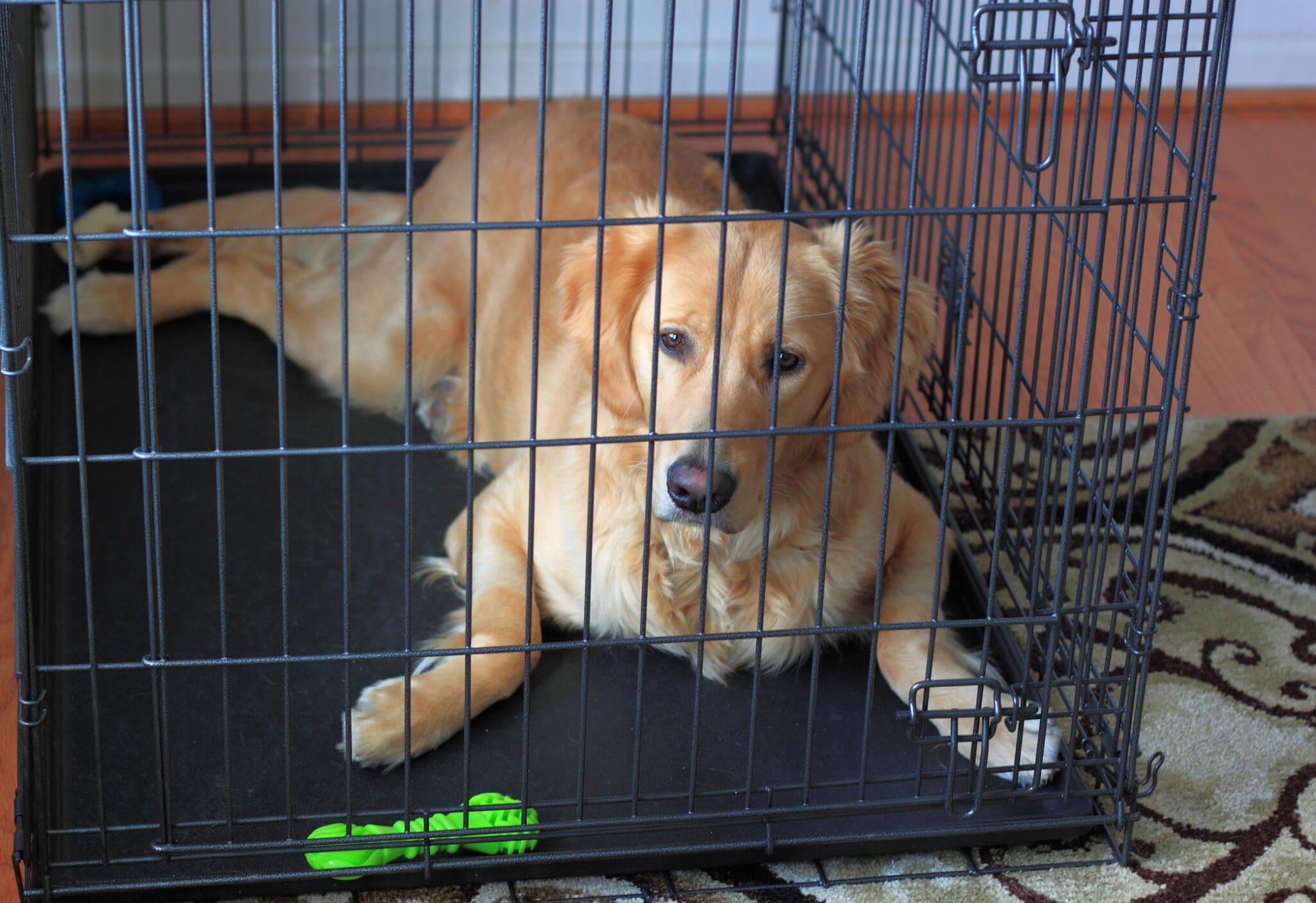 wire dog crate