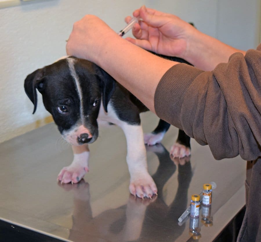 puppy vaccination protocol