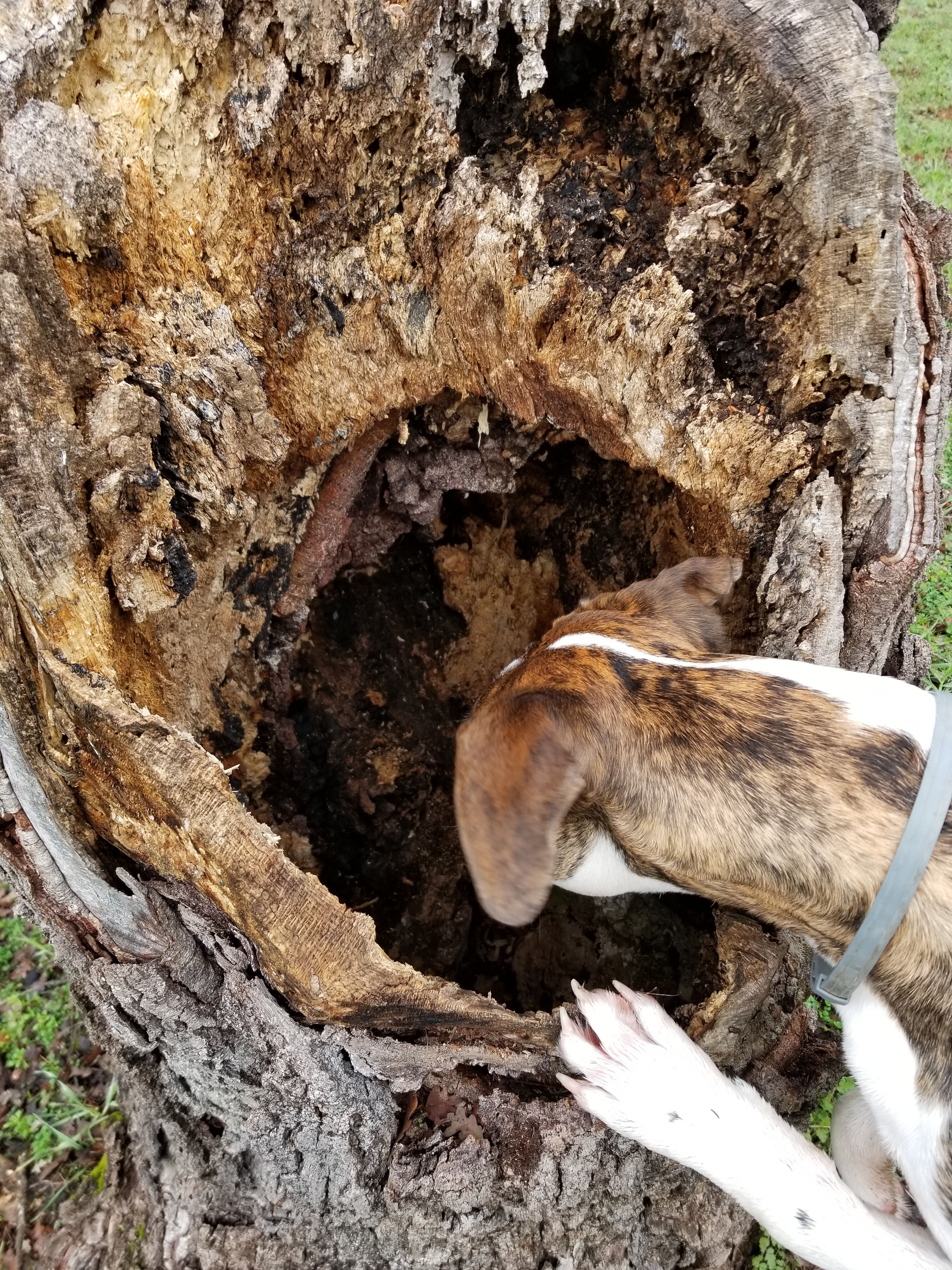 dog and tree stump