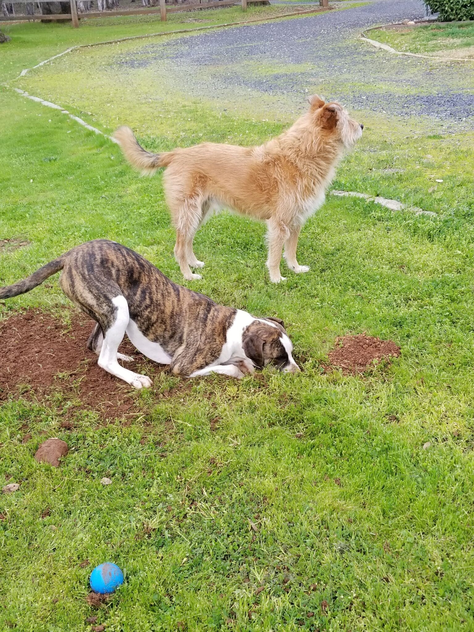 dog gopher hole