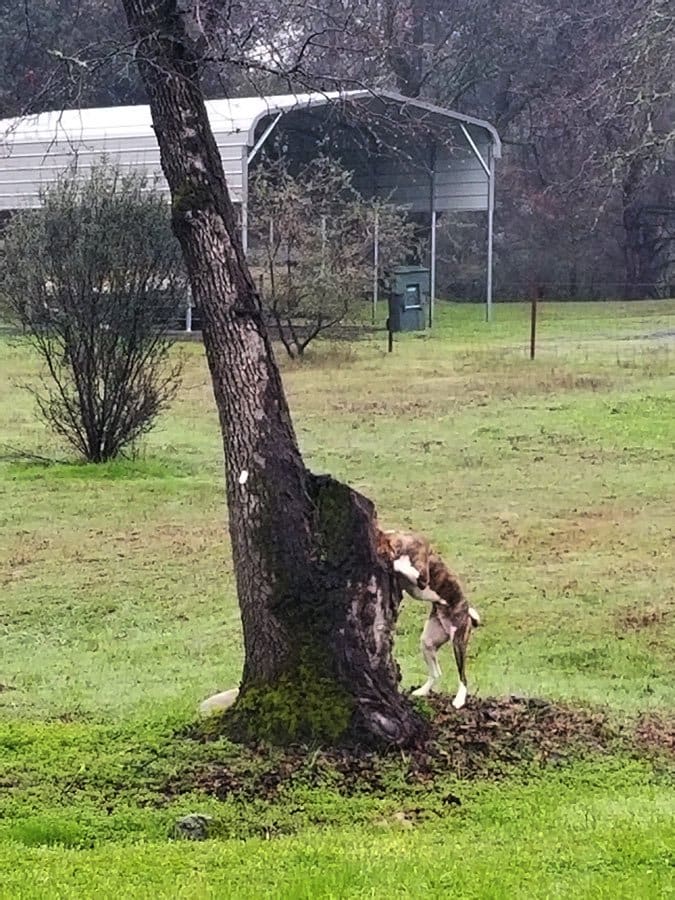 woody in the tree