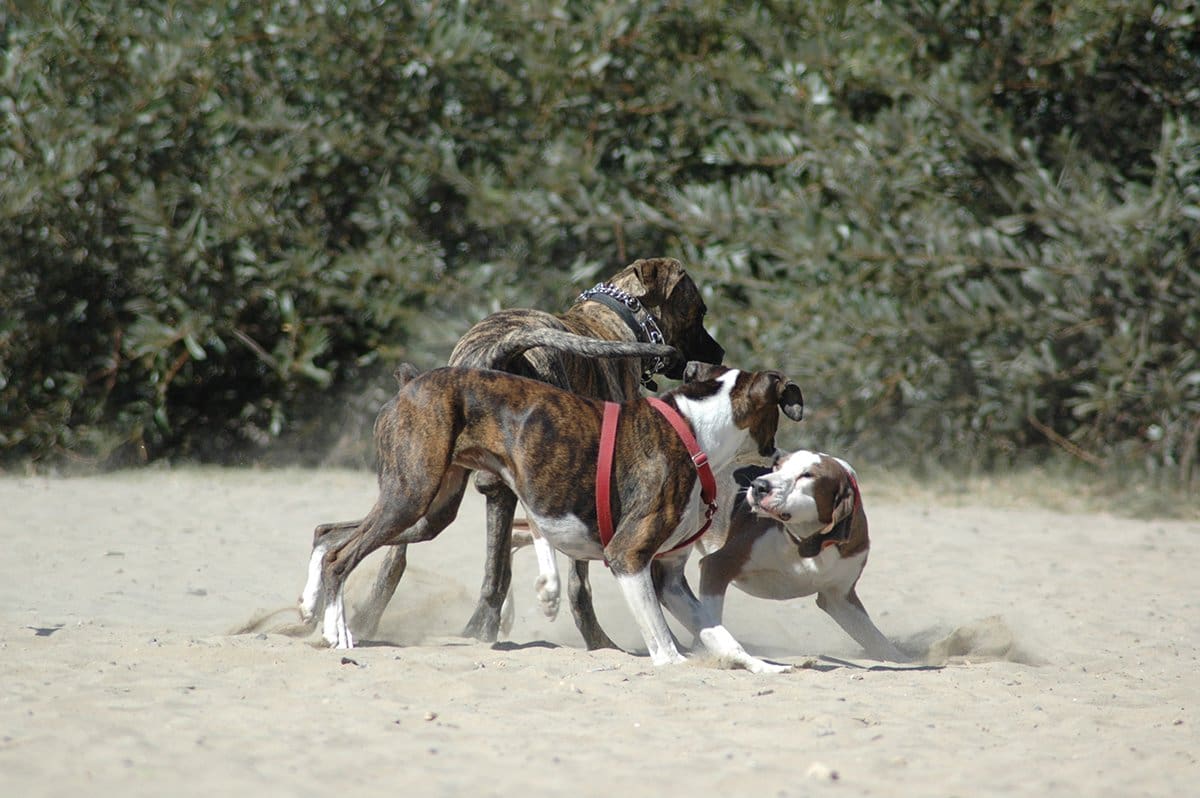 dog park fighting