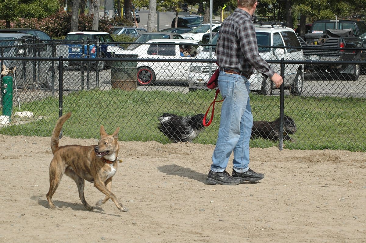 small dog area at dog park