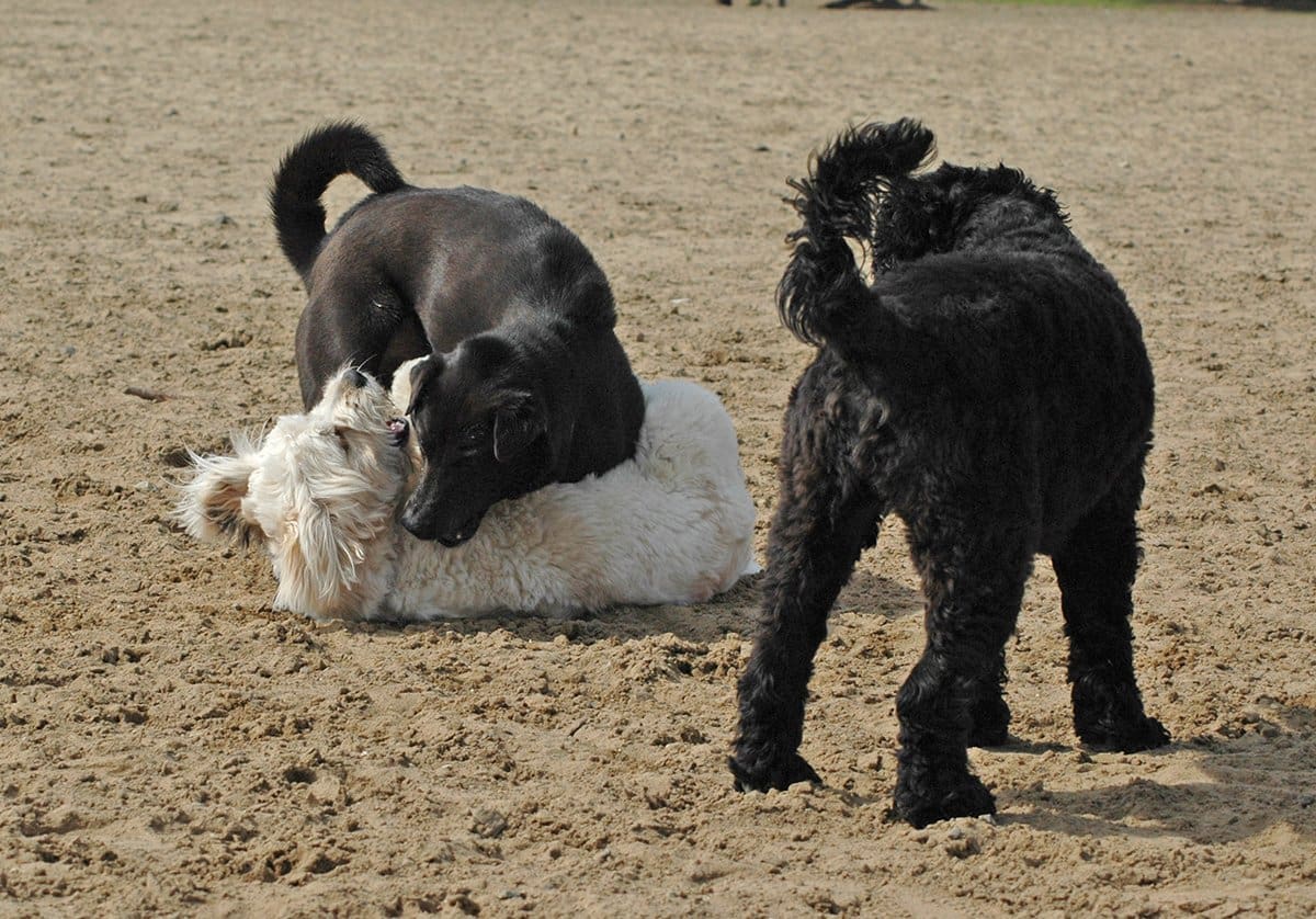 dog park bullies