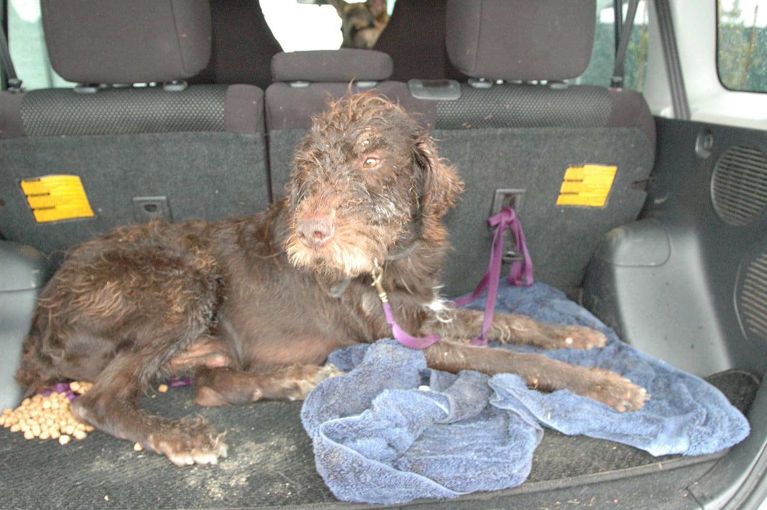 A mediurm-sized brown dog is laying down in the back of a car. His coat is matted and covered with burrs and he's all wet.