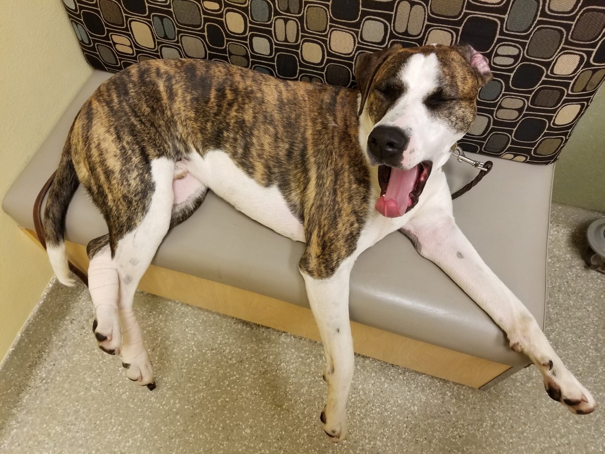 yawning at the vet's office