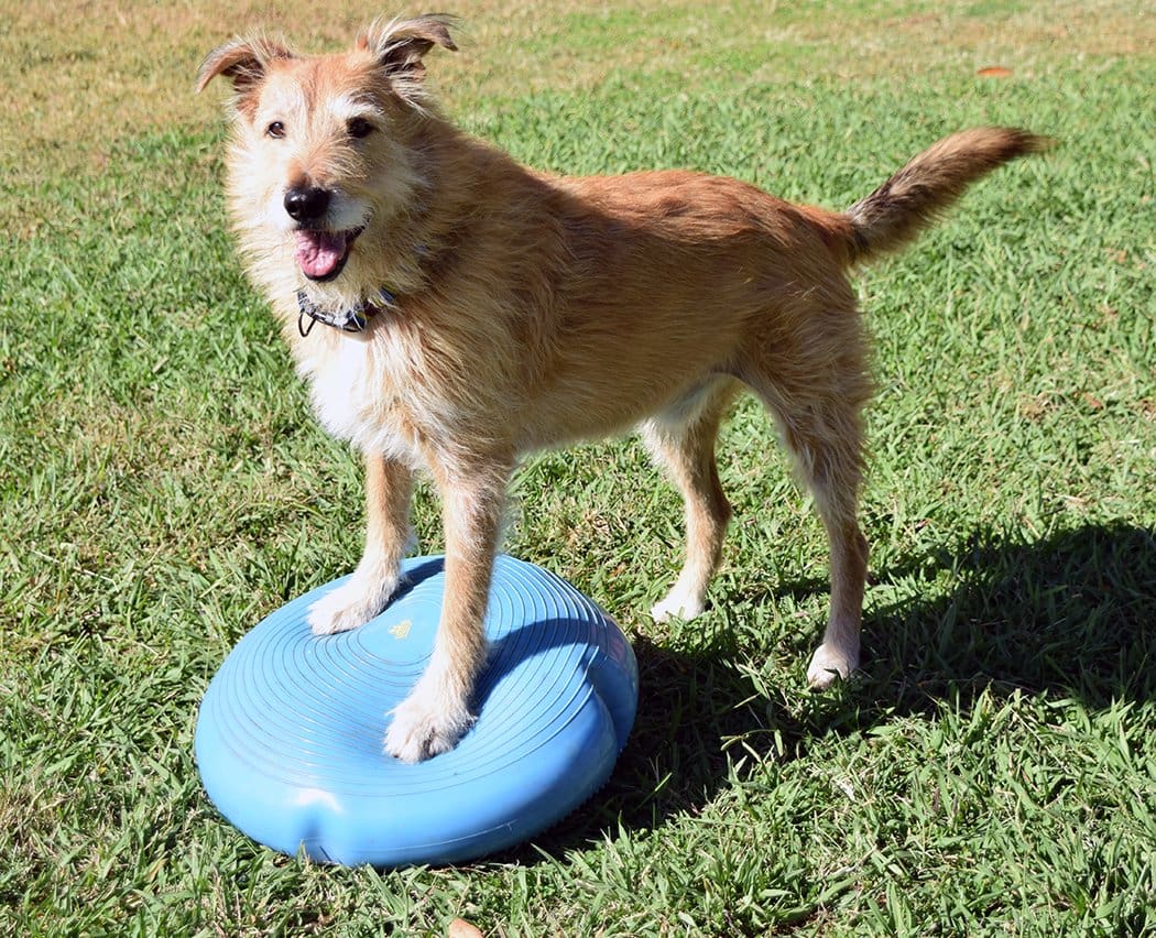 mixed breed dog otto