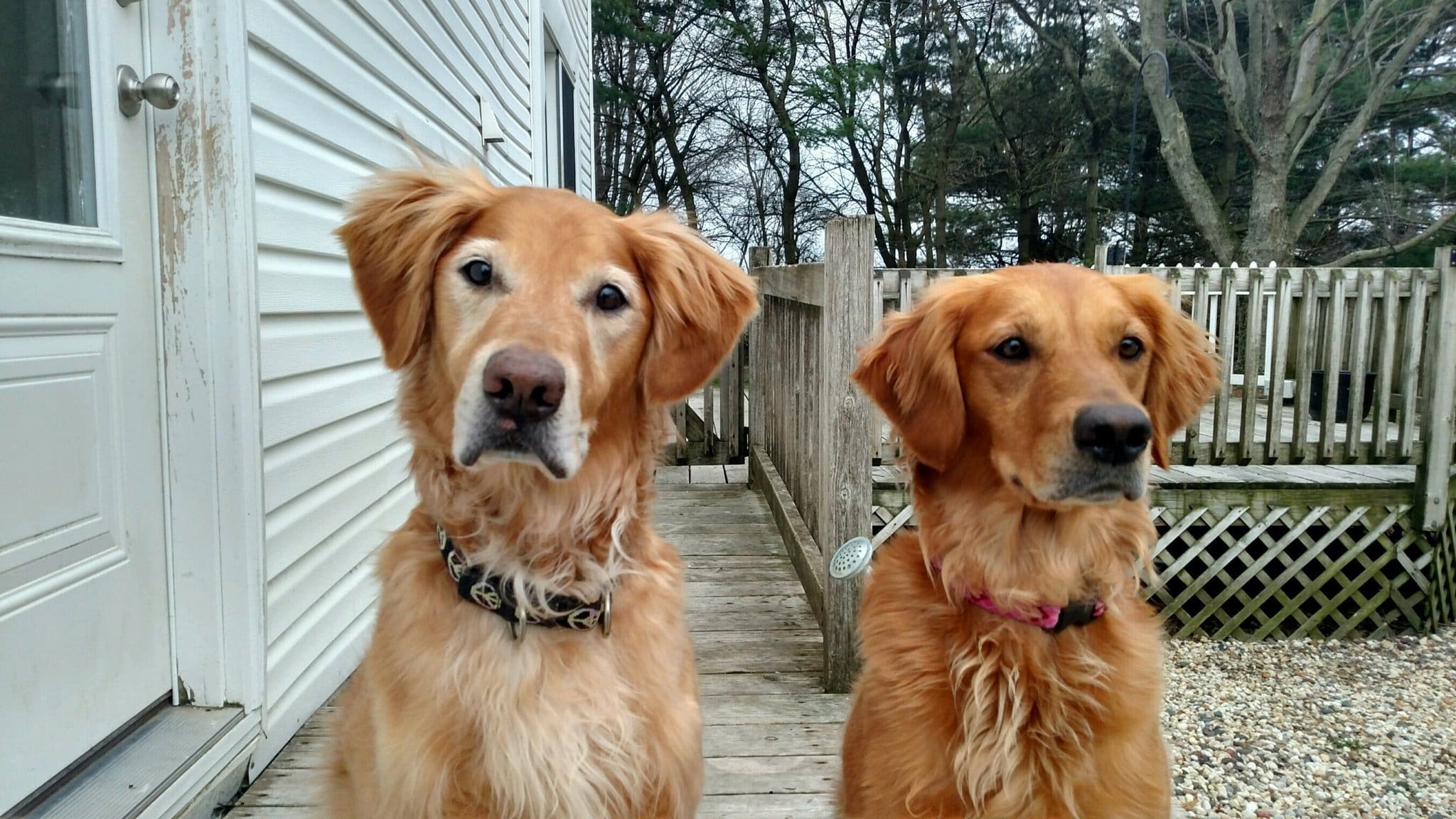 two golden retrievers