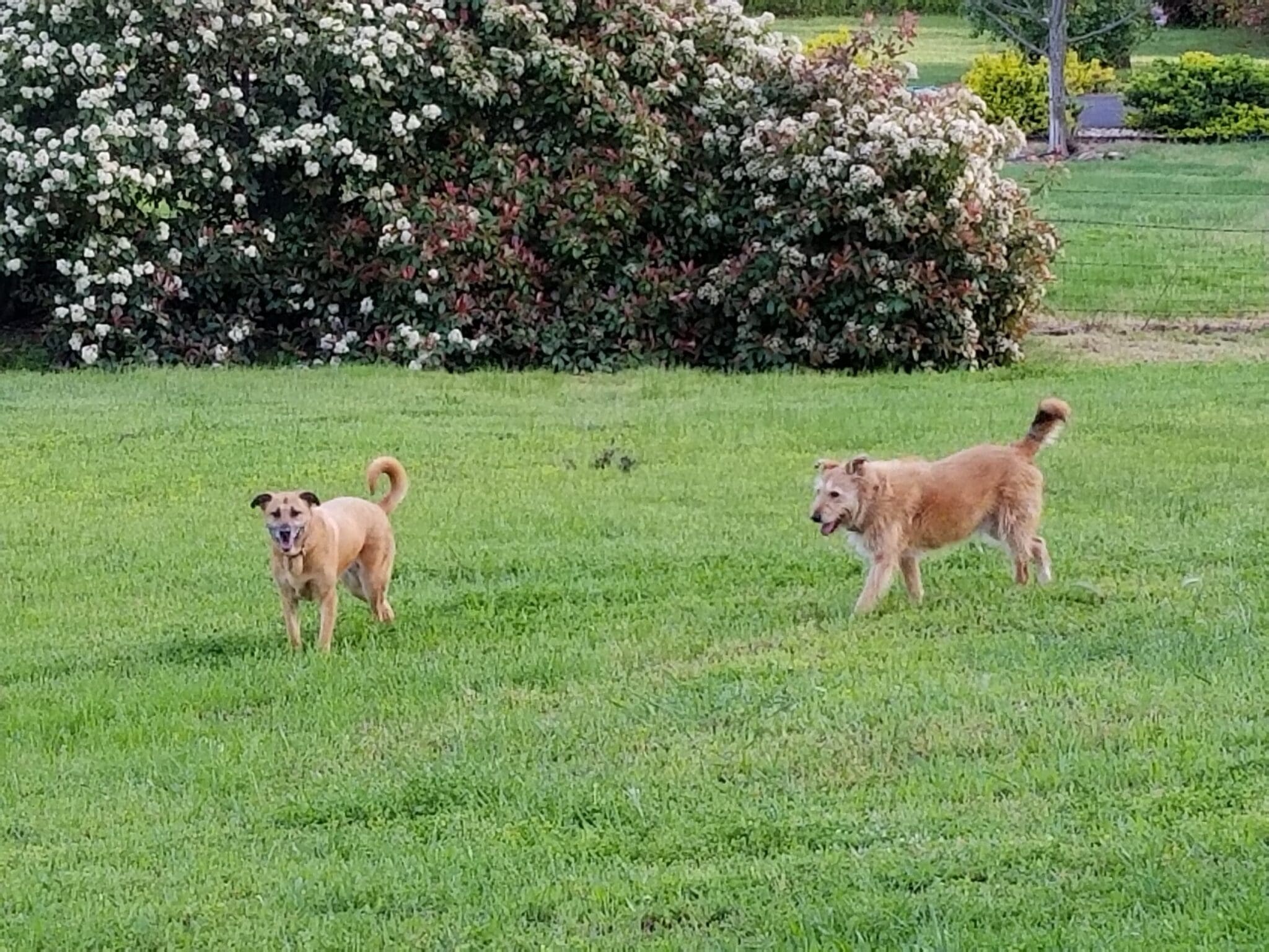 senior dogs socializing