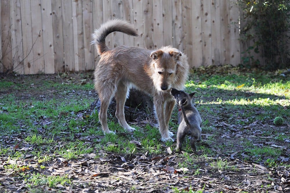 dog puppy greeting