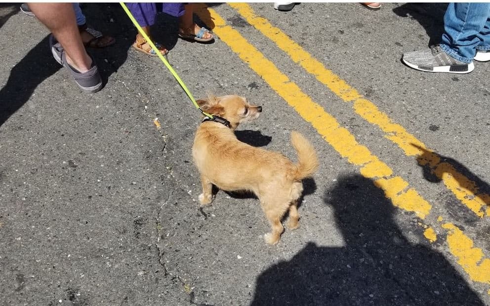 dog at the state fair