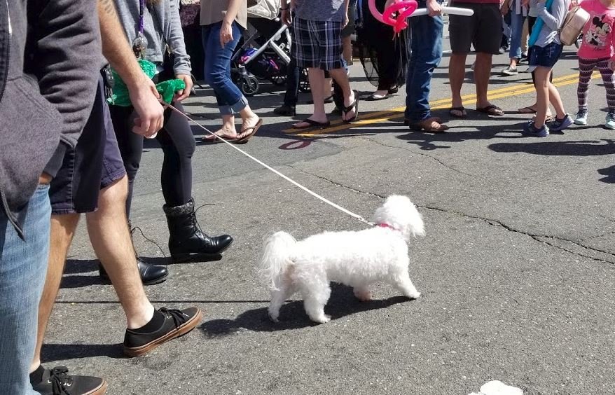 dog at the state fair