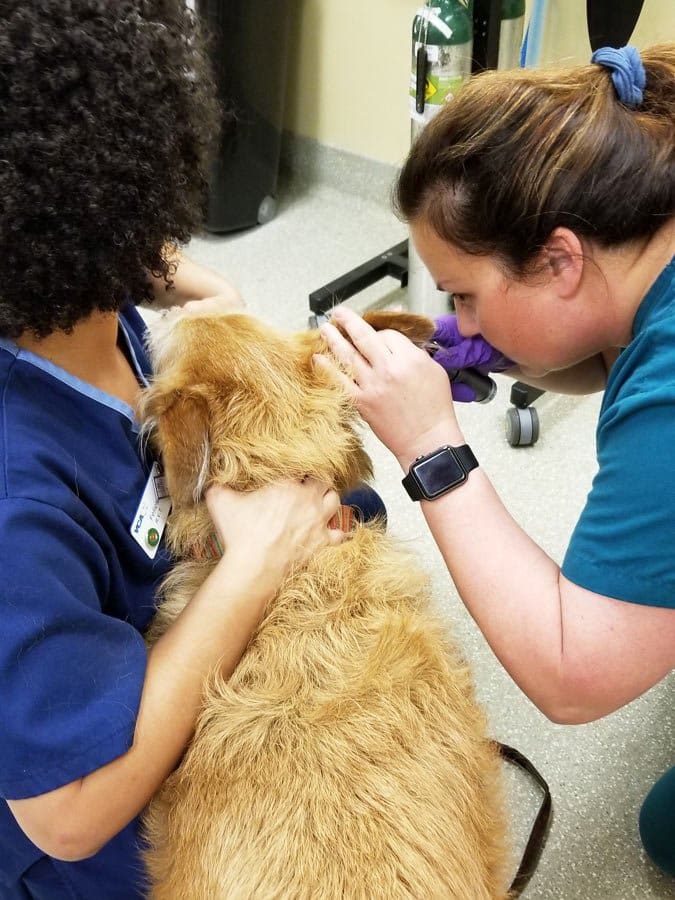 senior dog vet visit