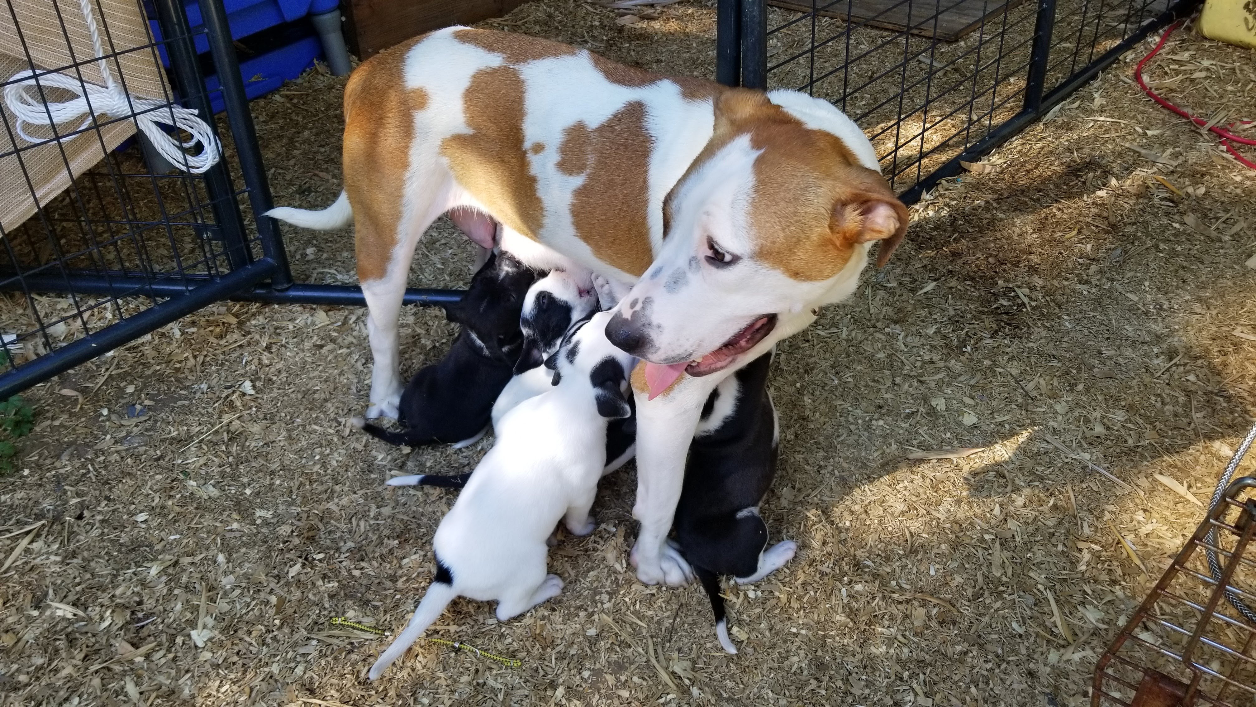 mother dog and nursing puppies