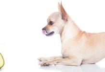 All About Elevated Dog Bowls - Whole Dog Journal