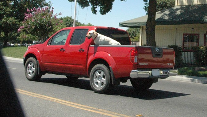 illegal to put dog in the back of pick up trucks