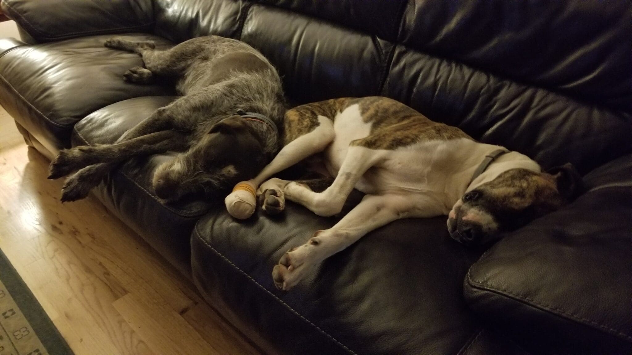 sleeping dogs