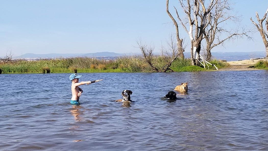 boy and dogs northern california