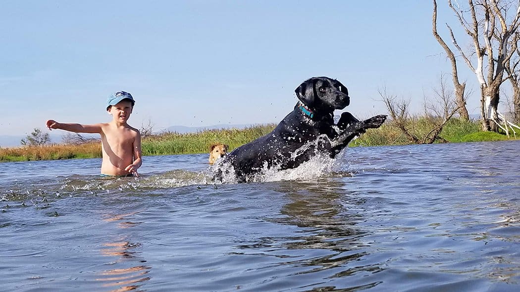 boy and dogs northern california