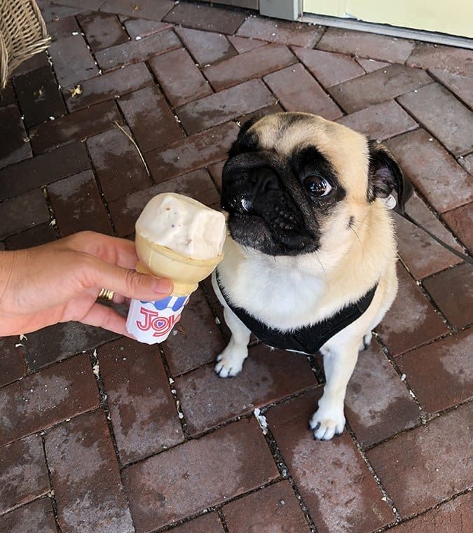 Ice cream pug outlet