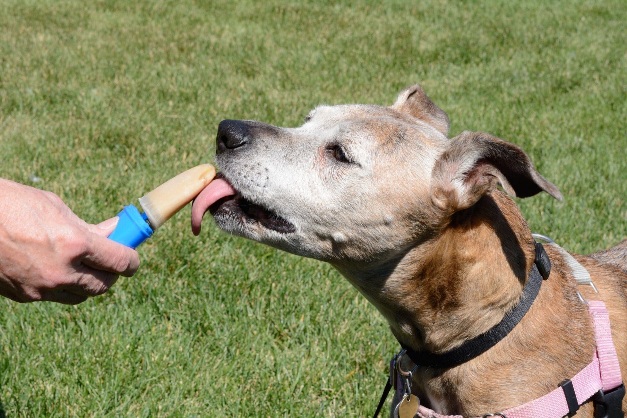 Woof Pupsicle Frozen Dog Treat Mold - Freeze Your Own DIY Dog Treats