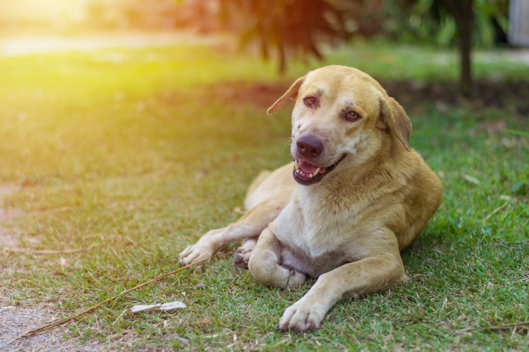 dog smiling relaxed