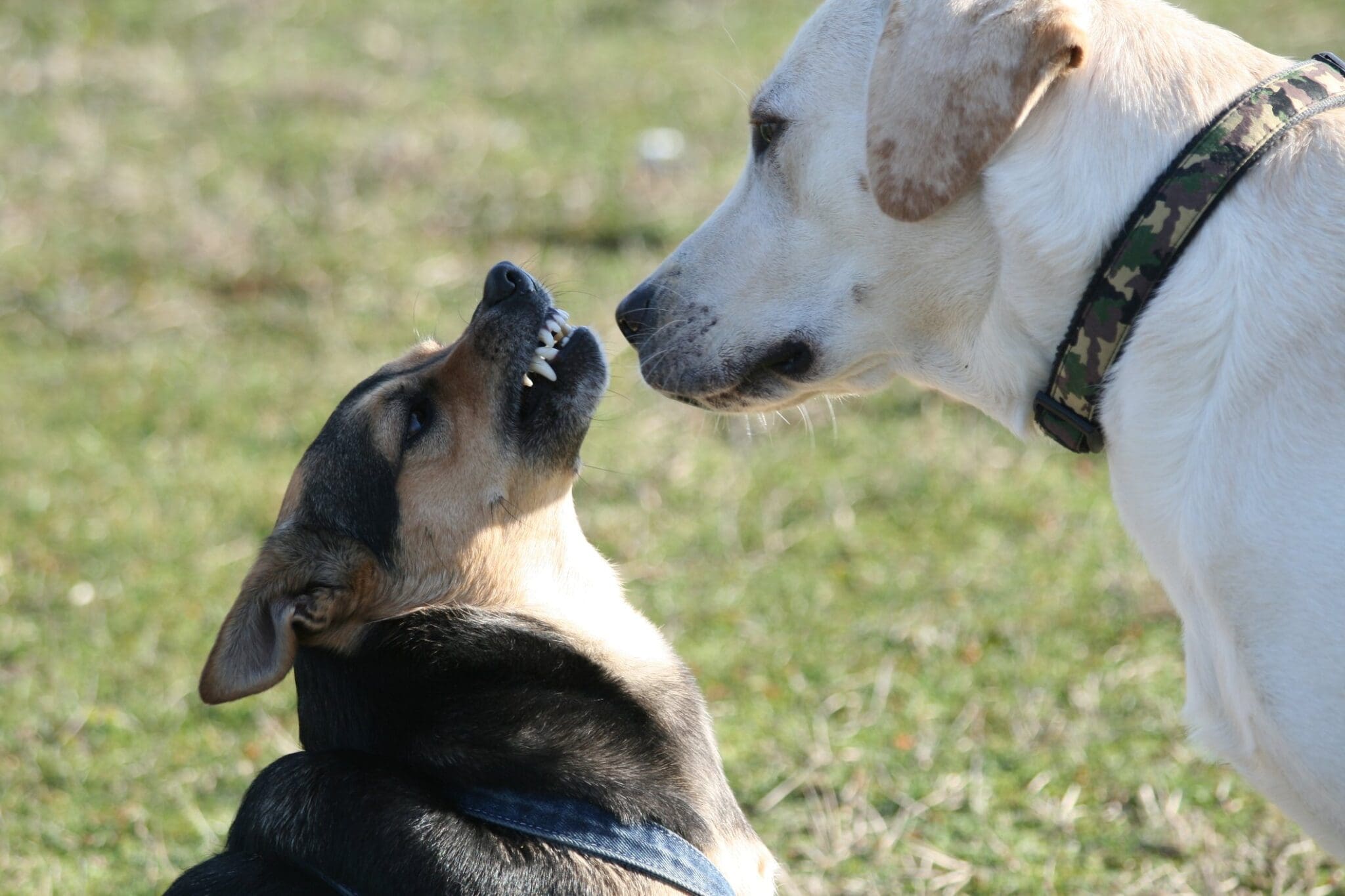 dog submissive grin