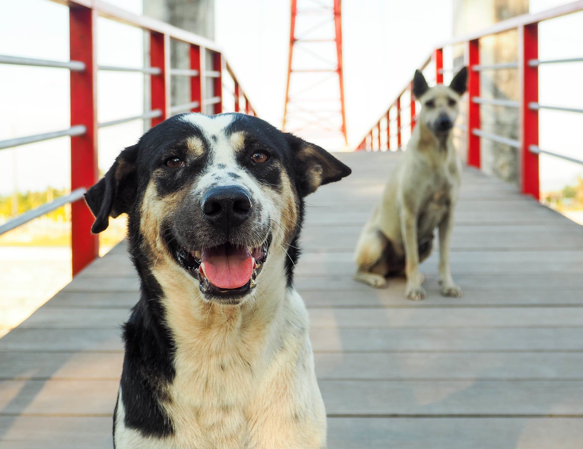 smiling dog