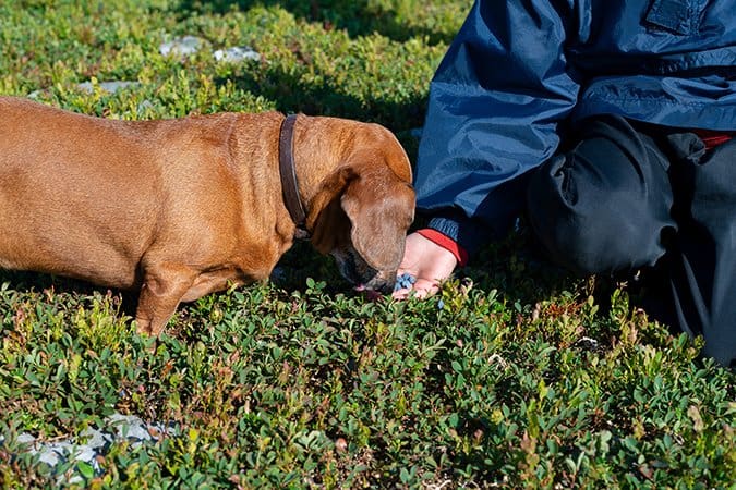 blueberries for dogs