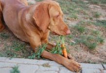 Carrots are one of the vegetables that dogs can eat.