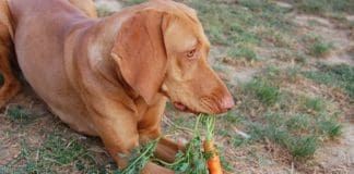 Carrots are one of the vegetables that dogs can eat.